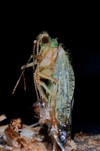 L'insetto alato sta abbandonando l'exuvia pupale