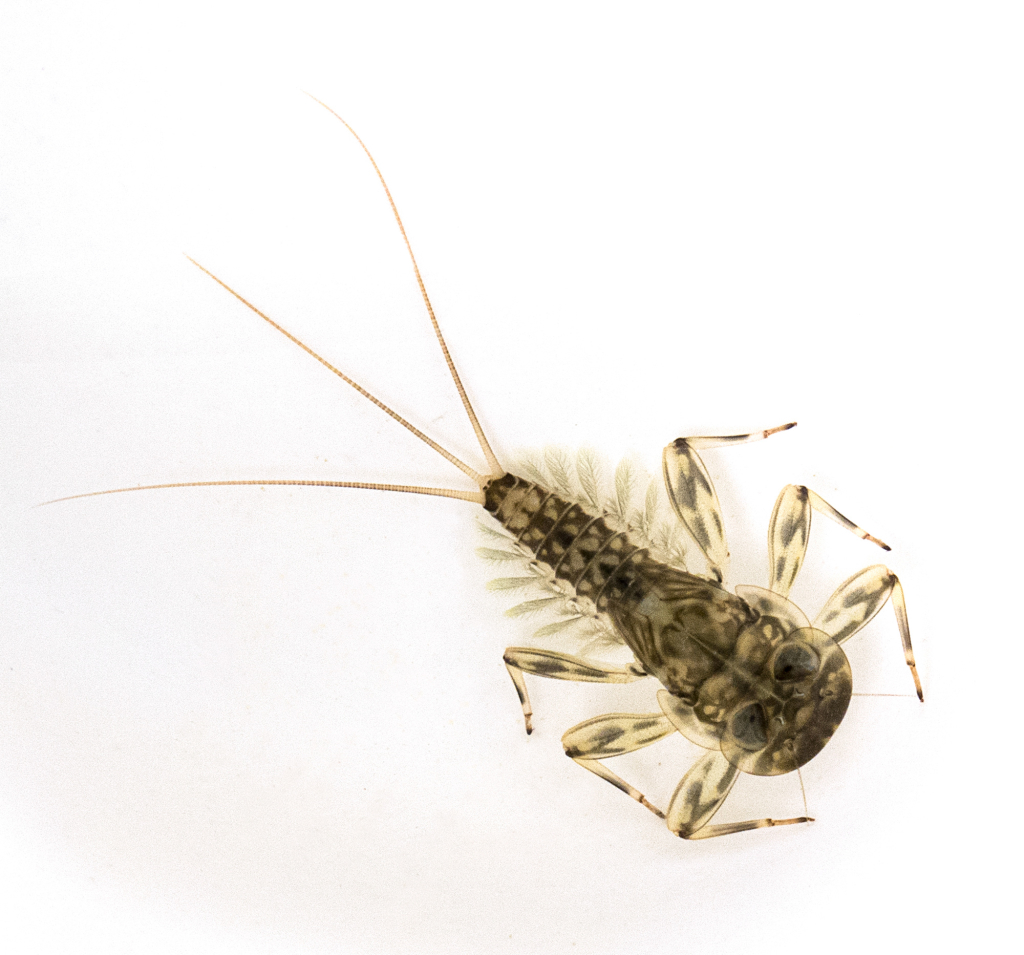 EcdyonurusNinfaVomano180415