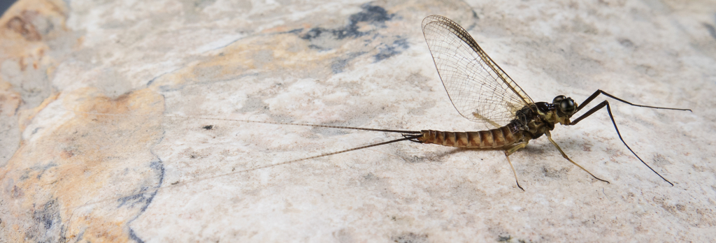 EcdyonurusVenosusIM