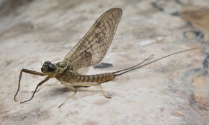 VenosusMaschioNinfaTrasformata