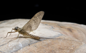 VenosusMaschioNinfaTrasformata2