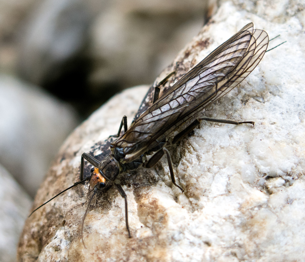 Dinocras cephalotes