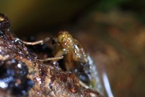 Pupa di Rhyacophila che emerge dall'acqua