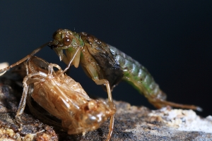 La pupa sta per mutare in insetto alato