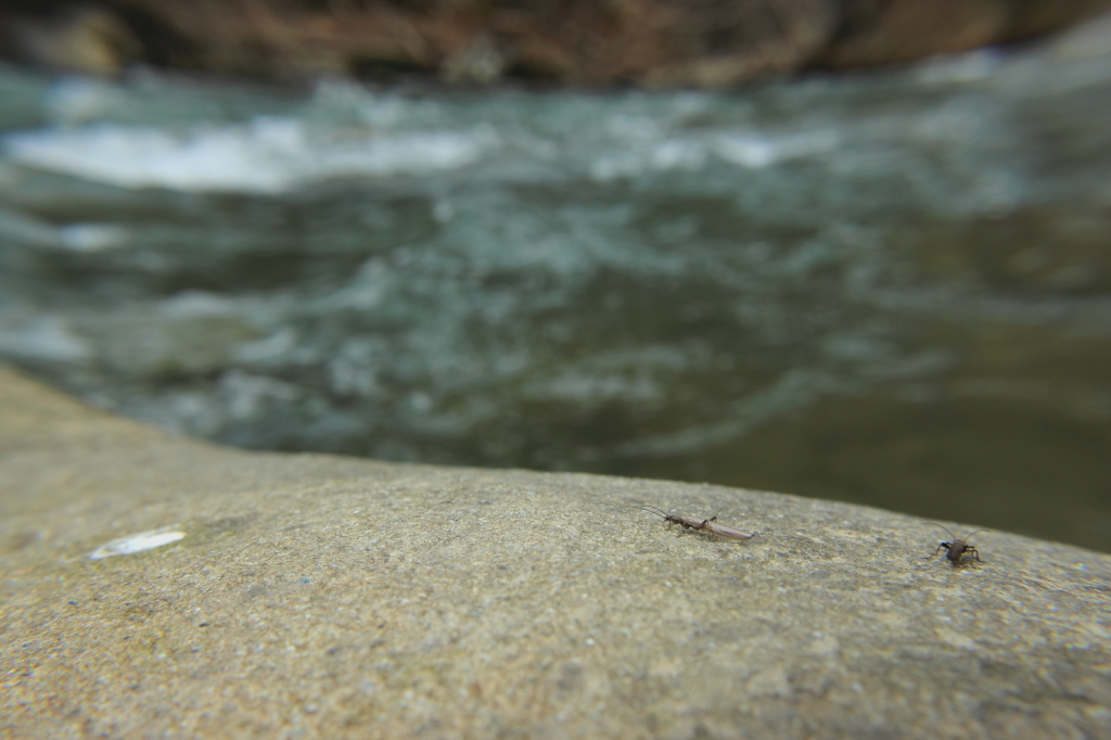 Leuctra sp. (Needle Fly), plecotteri della fam. Leuctridae.