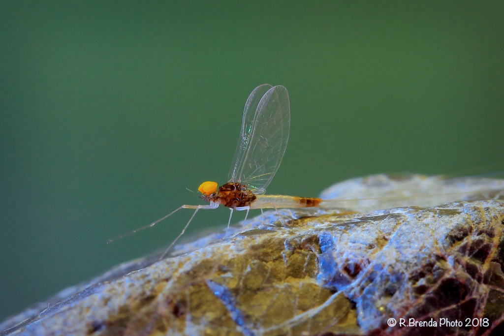 Baetis bioculatus imago male