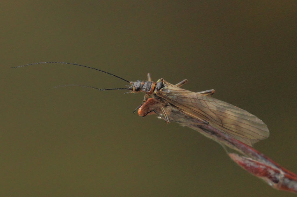 Brachyptera risi