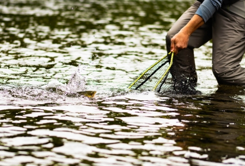 MG 0687-Migliorato-NR-Alberto-Trout-Net